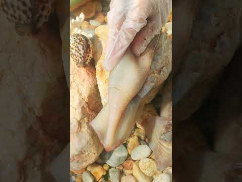 Giant Pearl Scallops vs. Freshwater Snails: Which Makes More Pearls?
