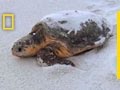 Sea Turtle Conservation Post-BP Oil Spill