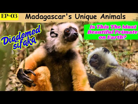 Diademed Sifaka: The Most Beautiful Primate on Earth | Madagascar's Unique Animals