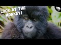 Primate Evolution and Classification