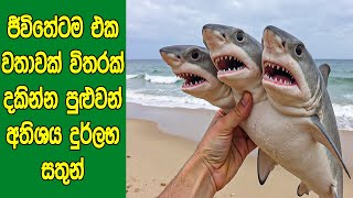 ජීවිතේටම එක වතාවක් විතරක් දකින්න පුළුවන් අතිශය දුර්ලභ සතුන් ‍| Rarest Animals In The World!