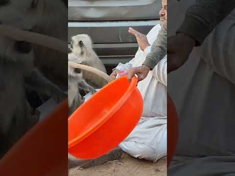 🙏 Jay Siyaram 🙏 ll Swapnil soni (Animal lover) ll
