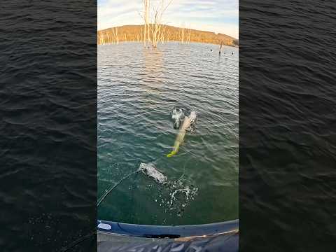 I HOOKED A MONSTER FISH!!! (Crazy Eat) 馃馃馃 #fishing #shorts #outdoors