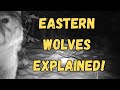 Understanding Wolves and Coyotes Behavior