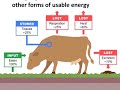 Energy Transfer in Ecosystems