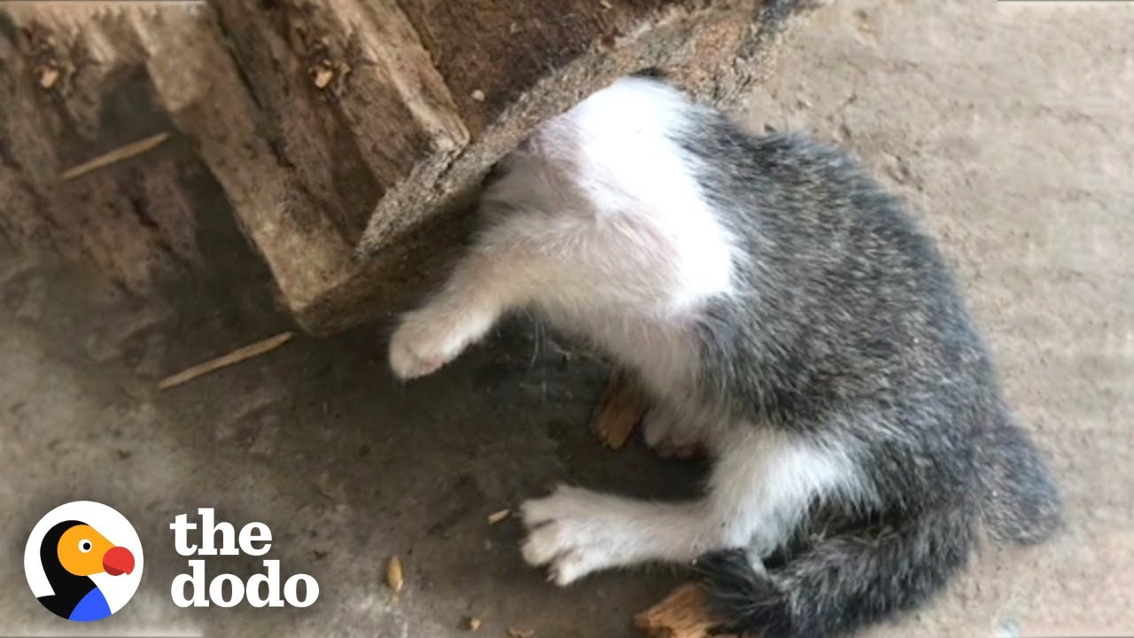 Kitten Gets Her Head Stuck In A Log