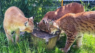 РЕАКЦИЯ РЫСЕЙ НА ОБЫЧНЫЙ ПЕНЕК / Пумыч разговорился / Мейн-кун Барби учит котёнка