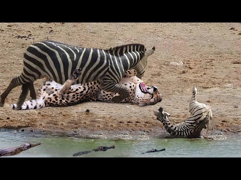 Danger Lurks! Will The Mother Zebra Defeat The Cheetah And Crocodile To Save Her Baby Zebra?