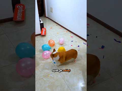 أنا سأفرقع كل البلونات! 🎈💥🤣