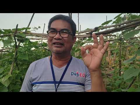 PAG USAPAN NATIN ANG PIPINO - KITAAN | D' Green Thumb