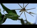 Fishing Spider Adaptations and Behavior
