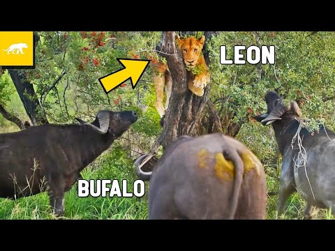 BUFALOS CAPTURA A UN LEON EN UN ARBOL EN UNA BATALLA DE ANIMALES