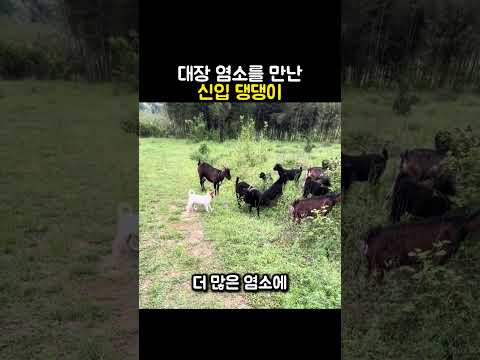 "견생 쉽지 않네?.." 대장 염소 앞에서 댕댕이가 쫄아버린 이유