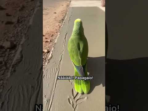 Ele avisou, mas o papagaio não quis ouvir 😂 #papagaiofalante #comedia