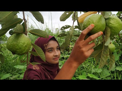 থাই পেয়ারা আর নেটাপেটা শাক সাথে নিরামিষ রান্না | Village life with Shampa