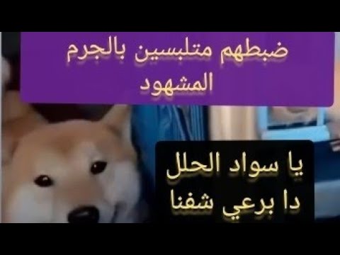فيديو كوميدي الكلب ضبط صاحب عمره وهو بيخونة مع زوجته ههههههههههه #كلاب_مضحكة #كوميدي #ناشونالجوغرافي