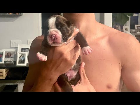 Watch this little Boxer’s incredible transformation from a tiny newborn to a lively 7 week old!