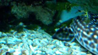 Korallen - Katzenhai und andere Fische im Aquarium des Kölner Zoo