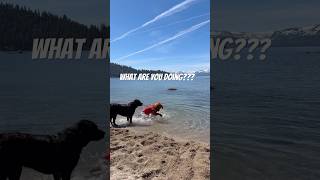 What is she Doing…😳#dog #goldenretriever #labrador #lake #water #tahoe #nature #crazy