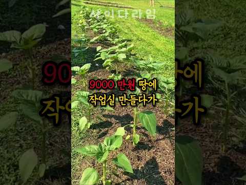 9천만 원 땅에 작업실 만들다가 생긴 충격적인 일