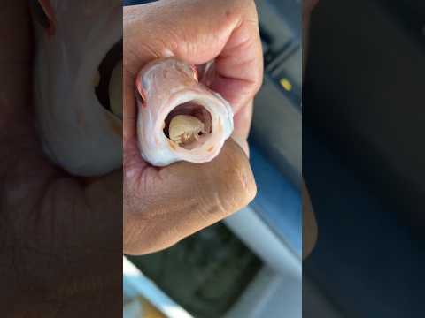 Most Bizarre Animal In The World | Tongue Eating Worm | #worms #strangeanimal #ytshort #ytshorts