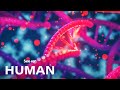 Molecular Biology Concepts Assessment