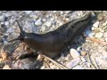 Organisms, Populations, and Communities