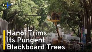 YouTube video thumbnail:  Vietnam's Capital Cuts Back on Its Pungent Blackboard Trees