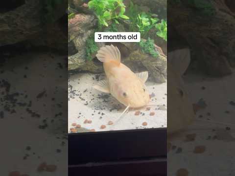 Do not Buy a Redtail Catfish…