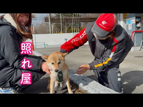 大好きなガソリンスタンドの店員さんに会えて嬉しいくせにツンデレな態度をとる柴犬が可愛い