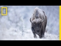 Photographie Animalière et Émotions