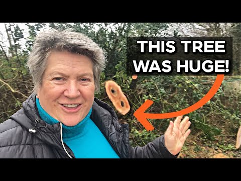 Amazing Gift in the Garden | Clearing Storm Damaged Tree