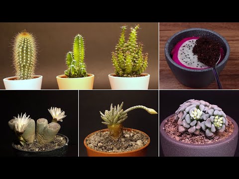 Cactus Time Lapse Compilation #greentimelapse #gtl #timelapse