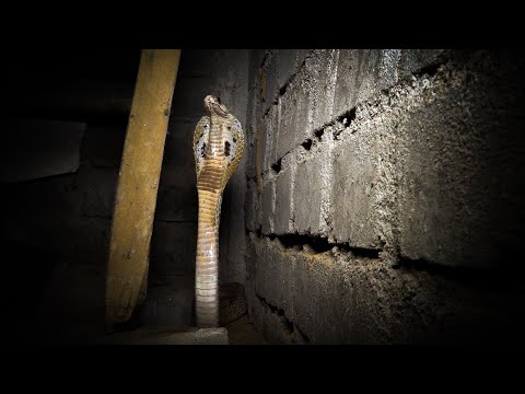 घर के सीडी के नीचे छुपा कोबरा सांप घर वाले हुए परेशान I Indian Cobra snake hide under the Stair