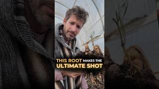 This Root Makes the Ultimate Wellness Juice You’re Missing
