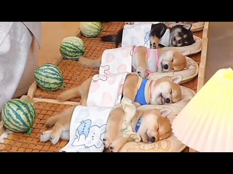 最後の動きが一番キュンとしますよ💤🐶🍉
