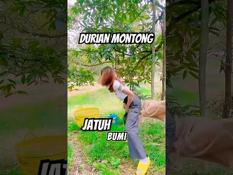 cewek Petik durian montong ‼️dari thailand karung kebakar ‼️ #durianmontong #durian #perikdurian