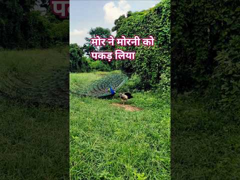 मोर ने मोरनी को पकड़ लिया #peacock 🦚🦚🦚😭😭😭😭😭👏👏🤔🫢😍