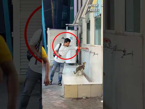 Cet homme ouvre le robinet pour ce chat en plein milieu de la rue #shorts