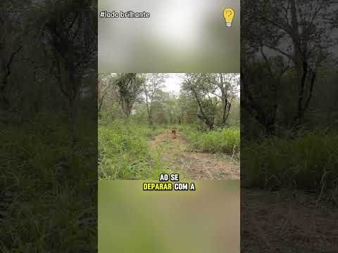 Chita Sendo Solta na Natureza #animais #incrível #curiosidades #tigres #pets #chita #guepardo
