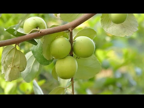 PRUTAS AT GULAY NA HINDI NA ALAM NG MGA BATA NGAYON