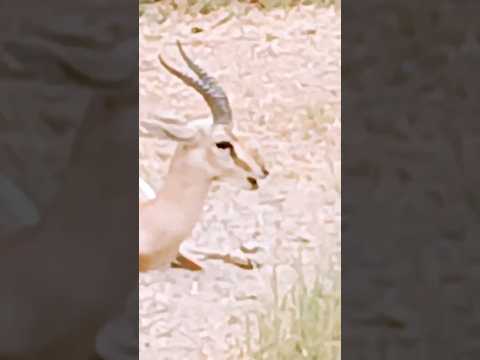 Zoo Mein Chala Gaya (OMG),#daily, #funny, #ZooAnimals