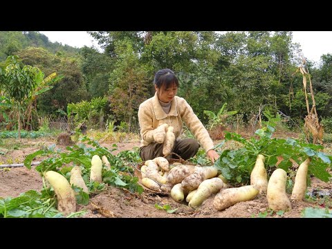 Harvesting Radishes to Make Dried Radish: Best Methods for Preparation and Storage