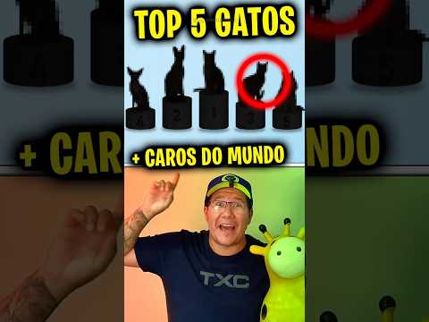5 Gatos MAIS CAROS Do Mundo 😳💸