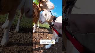 Disabled Baby Goat Rescued 🐐❤️‍🩹