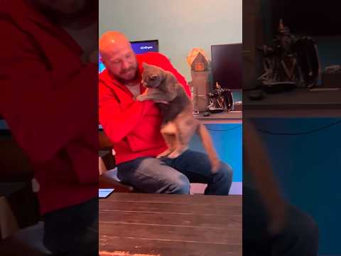 My cat is actually a human baby stuck in a cats body#cat #funny #foryou #catlover #funnyvideos #fyp