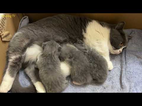 Short-legged mother cat takes care of 4 newborn kittens and breastfeeds them.