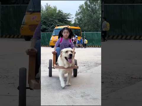 cute dog