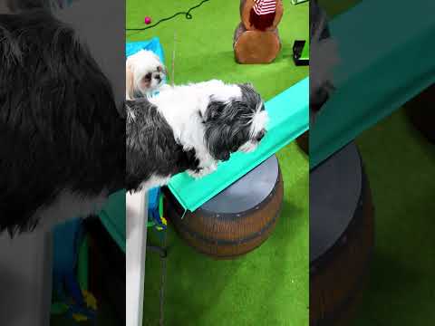 Assistant has Wiggles and Waffles Race on the Elevated Obstacle Course #FamilyFun #FunnyDogs