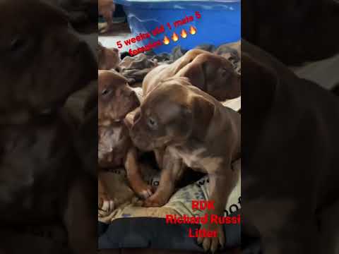 Pitbull For Sale In Louisiana 07 2021